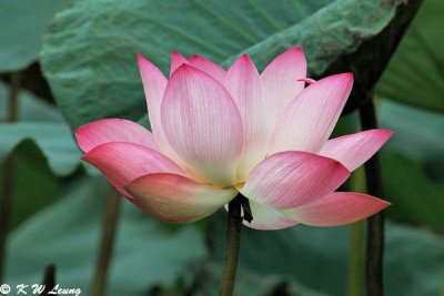 Lotus DSC_5261