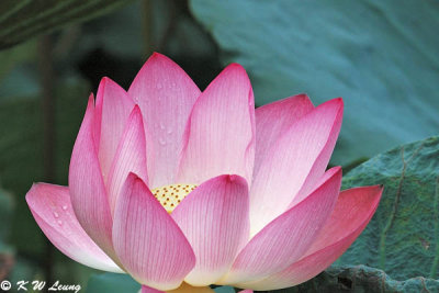 Lotus DSC_5273