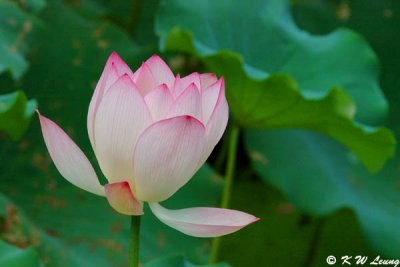 Lotus DSC_5356