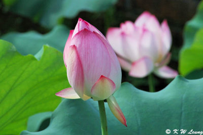 Lotus DSC_5434