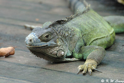 Common Green Iguana 01