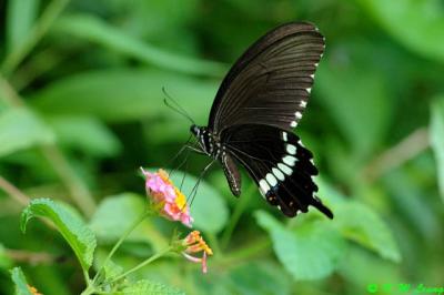 Papilio polytes DSC_6417