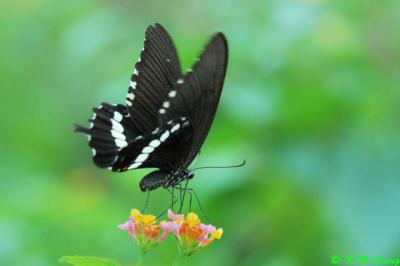 Papilio polytes DSC_6732