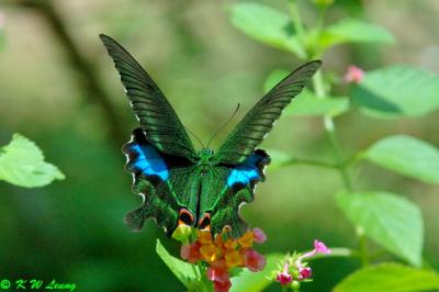Papilio paris (巴黎翠鳳蝶)