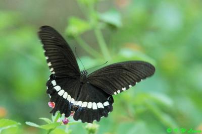 Papilio polytes DSC_6729
