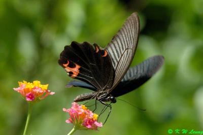 Papilio protenor DSC_6415