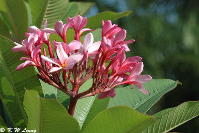 Plumeria rubra DSC_5848