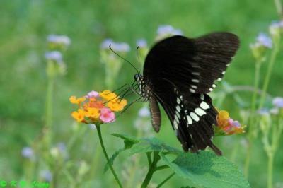 Papilio polytes DSC_6437