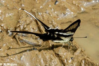 Lamproptera curius DSC_7579