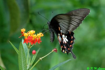 Papilio polytes DSC_7509