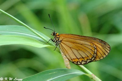 Acraea issoria DSC_7442