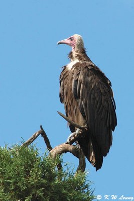 White-headed Vulture 06