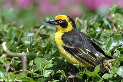Baglafecht Weaver 05