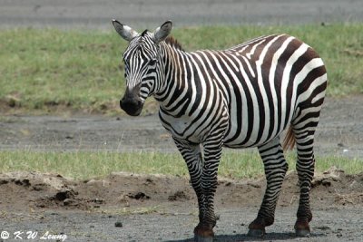 Zebra (DSC_8049)
