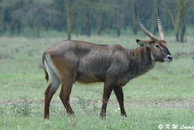 Waterbuck (DSC_8059)