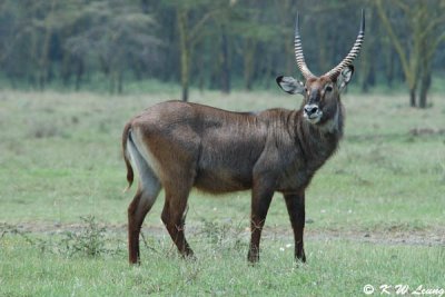 Waterbuck (DSC_8060)