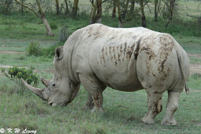 Rhino (DSC_8114)