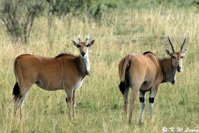 Eland (DSC_8464)