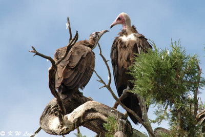 White-headed Vulture 03