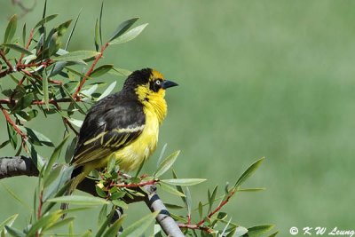 Baglafecht Weaver 03