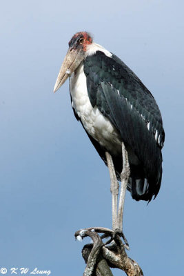 Marabou Stork 06