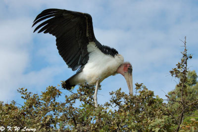 Marabou Stork 04