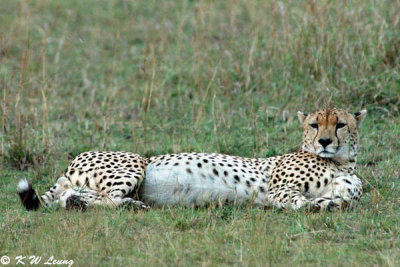 Cheetah (DSC_8535)
