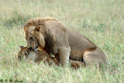 Another lion couple - Mating 01