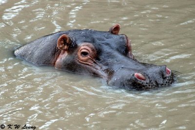 Hippo (DSC_8498)
