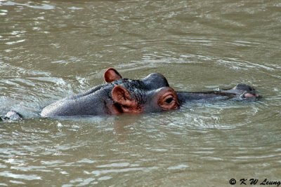 Hippo (DSC_8501)