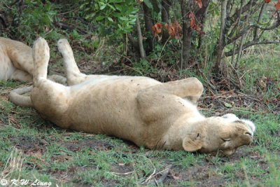 Sleeping lioness