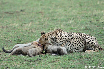 Cheetah with cubs (DSC_8210)