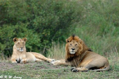 Lion Couple - After mating