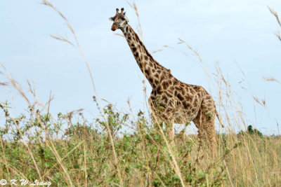 Giraffe (DSC_8352)