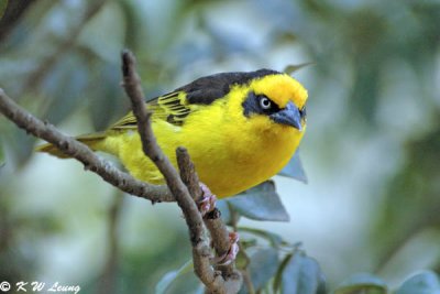 Baglafecht Weaver 07