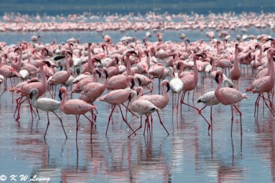 Flamingos (DSC_7975)