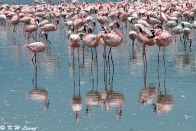 Flamingos (DSC_8031)