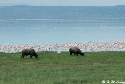 Lake Nakuru 05