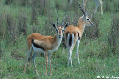 Thompson's Gazelle (DSC_8069)