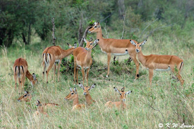 Antelopes