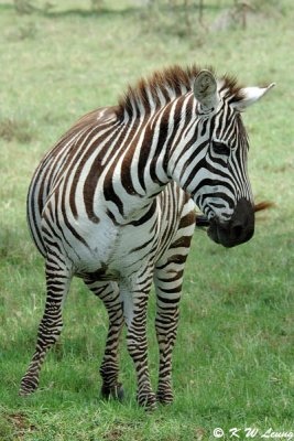 Zebra (DSC_8085)