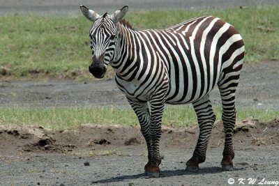 Zebra (DSC_8048)