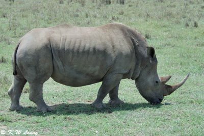 Rhino (DSC_8089)