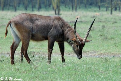 Waterbuck (DSC_8062)