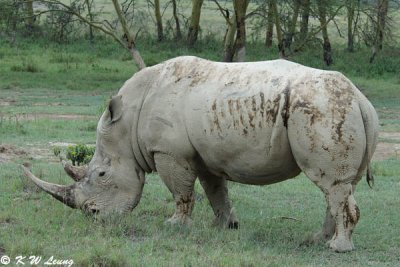 Rhino (DSC_8115)