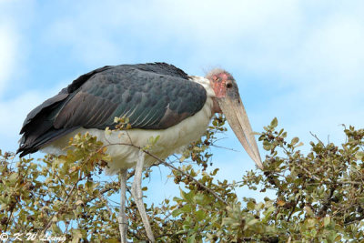 Marabou stork 03
