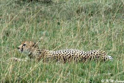 Cheetah (DSC_8471)