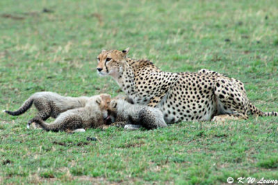 Cheetah with cubs (DSC_8215)