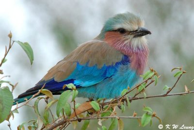 Lilac-breasted Roller 01