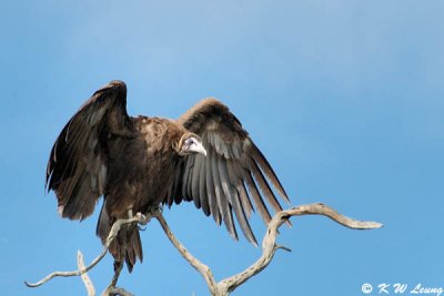 White-headed Vulture 05